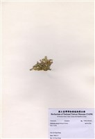 藏品(楔形仙掌藻)的圖片